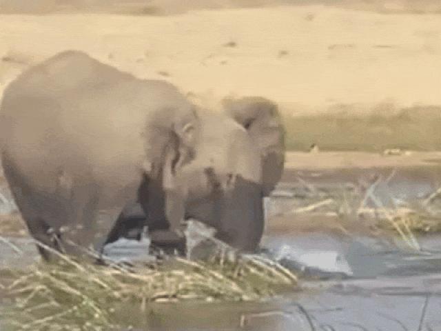 Media - "Sát thủ đầm lầy" cả gan chọc tức voi và cái kết đắng