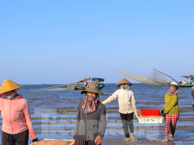 Thị trường - Tiêu dùng - Ngư dân Hà Tĩnh trúng đậm ruốc biển