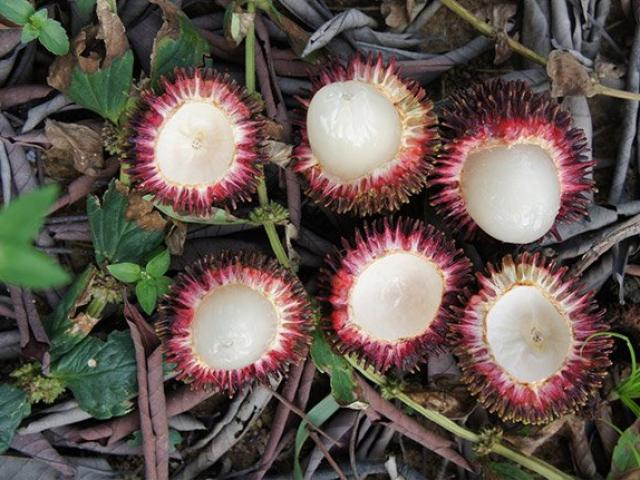 Thị trường - Tiêu dùng - Loại quả gai góc kì lạ, bóc ra đã "choáng", nếm thử lại càng thấy bất ngờ