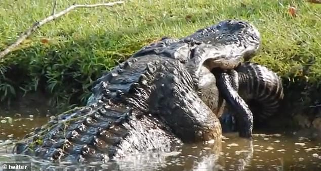 Cá sấu khổng lồ ăn thịt đồng loại.