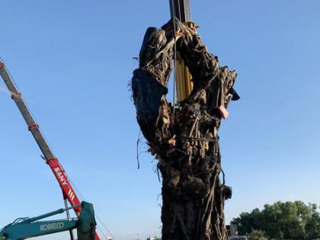 Tin tức trong ngày - 'Cụ' đa hơn 200 tuổi về đứng bên triền núi Bút