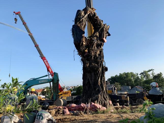 Đỡ “cụ” đa đứng thẳng bên triền núi Thiên Bút