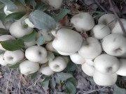 Thị trường - Tiêu dùng - Táo &quot;ma&quot; trắng muốt và táo kim cương đen độc lạ, chỉ ở châu Á mới có