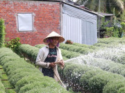 Thị trường - Tiêu dùng - Nông dân thấp thỏm vụ hoa Tết