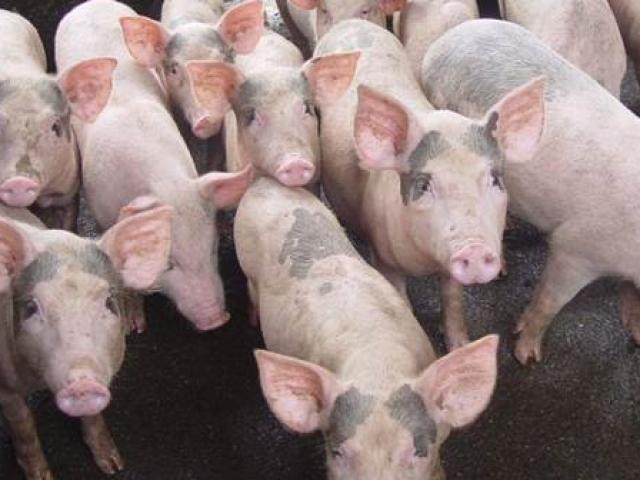 Thị trường - Tiêu dùng - Giá lợn hơi tiếp tục lao xuống đáy, người nuôi lỗ 1 triệu đồng/tạ