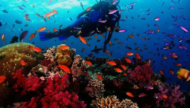 Andaman - The Beach Haven: Hãy đánh bại nỗi sợ hãi và lặn xuống biển sâu ở bãi biển thiên đường này. Bạn sẽ rất vui khi khám phá những điều thú vị dưới nước ở đây. 
