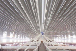 Kinh doanh - Nghịch lý ở Dabaco: Doanh thu tăng kỷ lục, lợi nhuận quay đầu giảm sâu