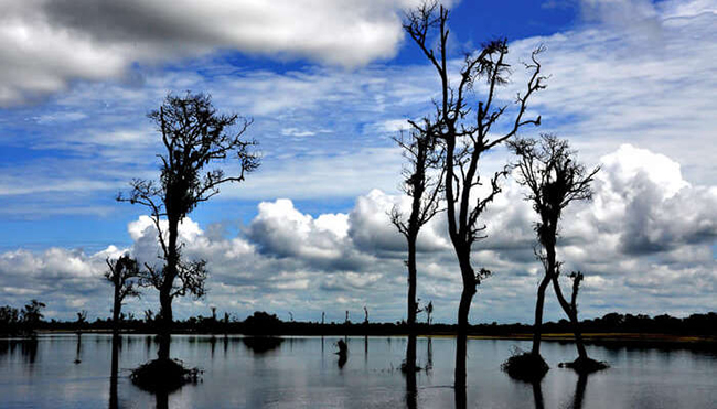 Assam - vùng đất của tê giác một sừng: Đến đây,&nbsp;bạn sẽ cảm thấy choáng ngợp trước khung cảnh, hệ thực vật và động vật của vườn quốc gia Dibru Saikhowa.&nbsp;
