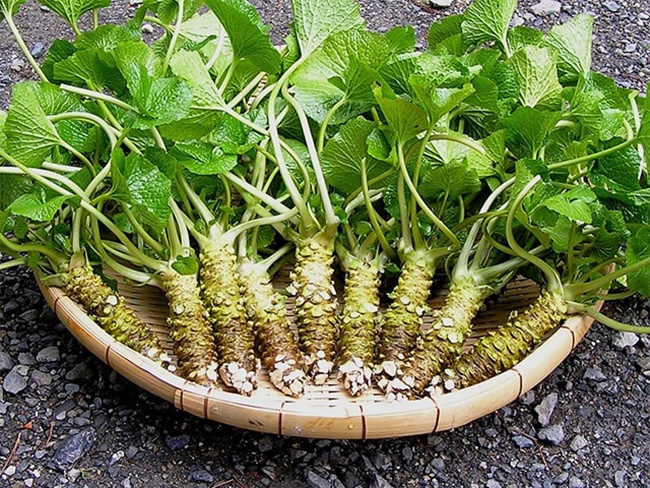 Mức giá của wasabi thật có thể lên đến 160 USD/kg (hơn 3,5 triệu đồng).
