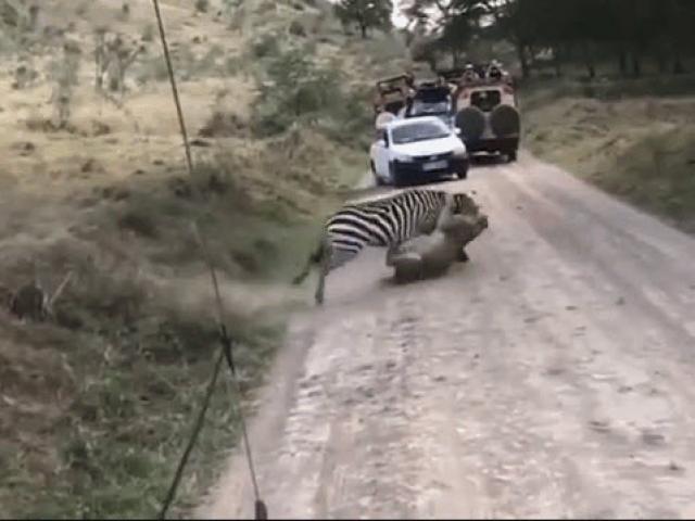 Media - Cận kề "cửa tử", ngựa vằn phản kháng dữ dội khiến sư tử ôm hận