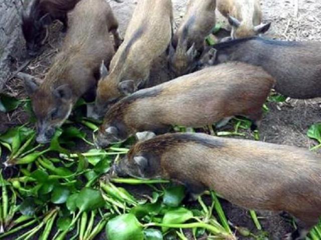 Thị trường - Tiêu dùng - Thứ người Việt cho lợn ăn, siêu thị nước ngoài đem về bán kiếm bộn tiền