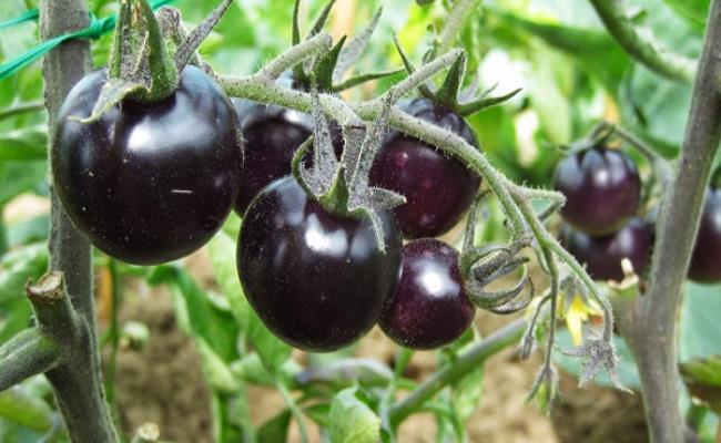 Ngoài hồng đen, cà chua đen cũng là loại quả rất được ưa chuộng trên thị trường Việt. Đây là con lai của cà chua đỏ và cà chua tím, chúng có vị ngọt đậm đà, chứa nhiều chất chống oxy hóa.
