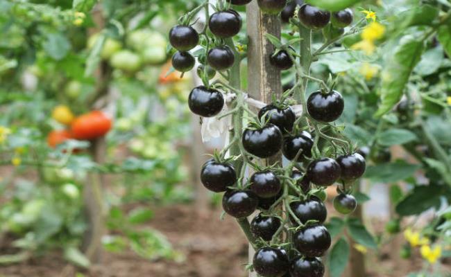 Được cho là thực phẩm có công dụng tốt cho sức khỏe, cà chua đen có giá dao động từ 60.000 đồng - 110.000 đồng/kg.
