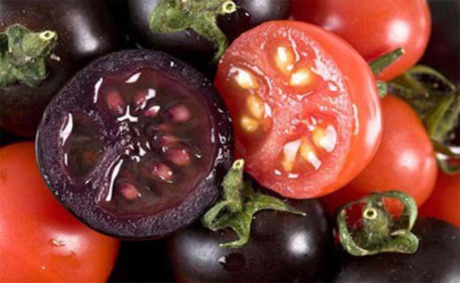 Hạt giống của cà chua đen cũng được bán rộng rãi với giá gần 30.000 đồng/gói.
