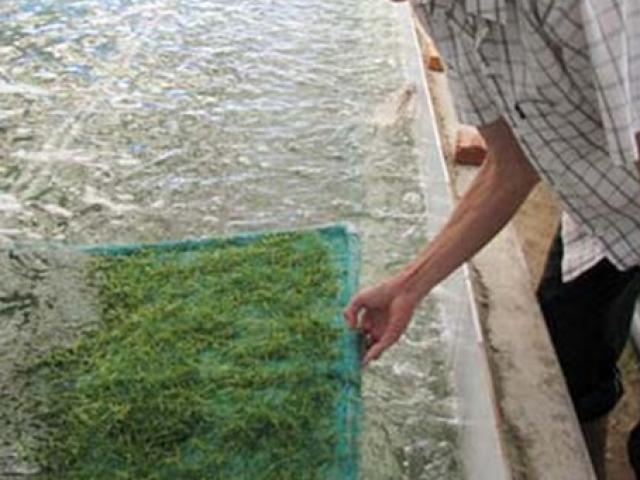 Thị trường - Tiêu dùng - Loại cây như "thần dược", ở Việt Nam trồng chưa đến 1 tháng bán nửa triệu/kg