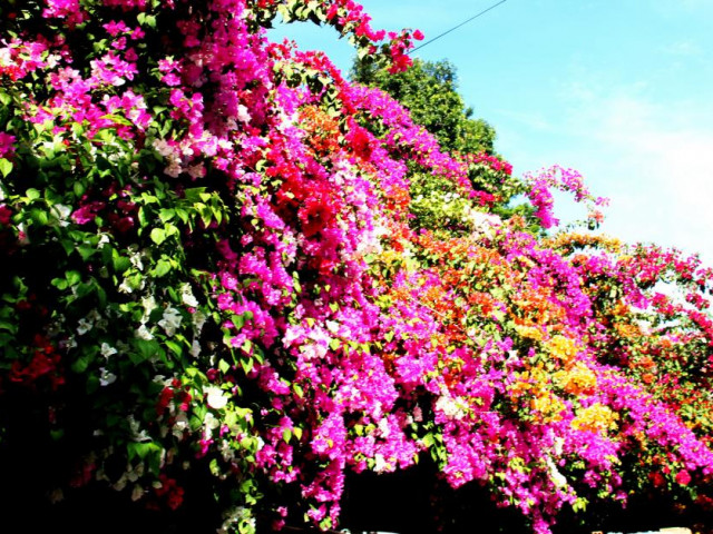 Du lịch - Con đường "cực phẩm" hoa giấy 5 màu ở phố biển Nha Trang