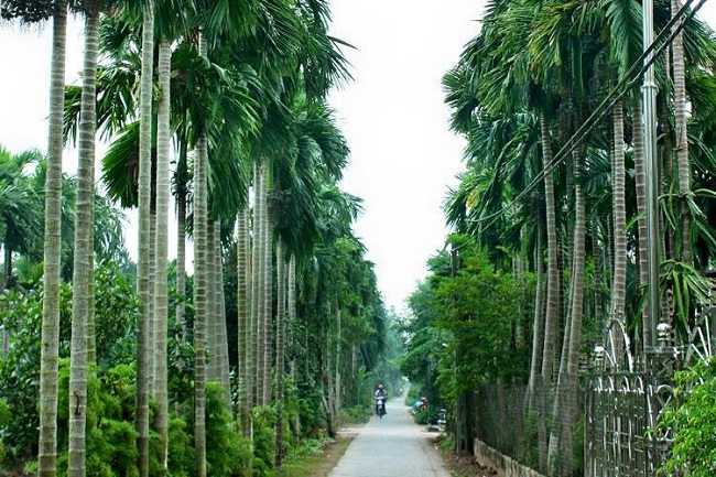 Cau được trồng khắp đường làng ngõ xóm tại xã Hải Đường.