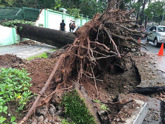 Trong cơn mưa kèm giông lốc cây lim xẹt cổ thụ trên đường Nguyễn Bỉnh Khiêm bị bật gốc ngã vào Thảo Cầm Viên Sài Gòn