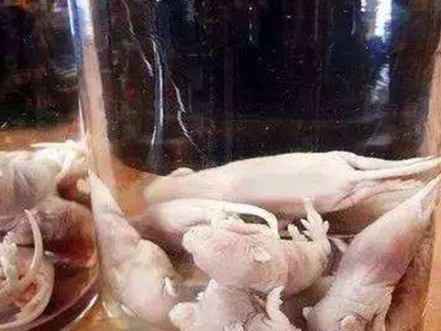 Sức khỏe đời sống - Rượu chuột bao tử, thứ đồ uống khiến nhiều người tái mặt có thật sự đại bổ?