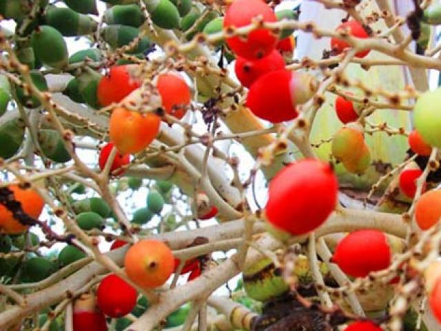 Thị trường - Tiêu dùng - Thứ quả trước chín rụng đem vứt đi, không ngờ làm món đặc sản giá đắt kiếm "bộn tiền"