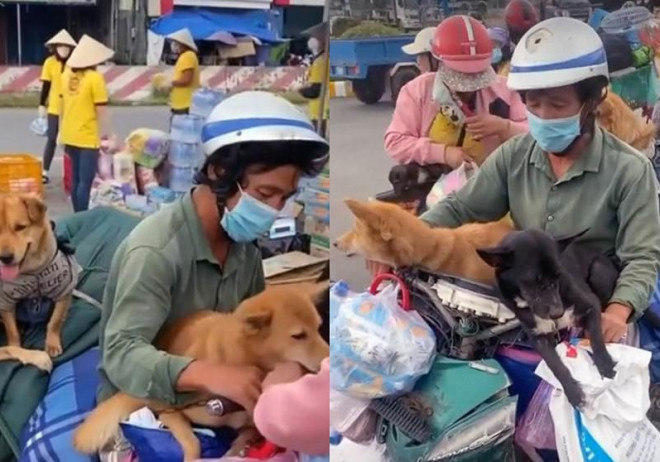 Đàn chó được gia đình ông Hùng mang về quê. Ảnh: Cắt từ clip.