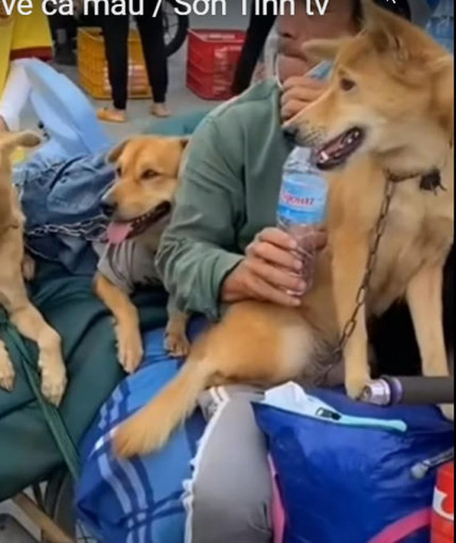 Hình ảnh ông Hùng chở đàn chó về tới Cà Mau được dân mạng đăng tải mấy ngày qua. Ảnh cắt từ mạng xã hội