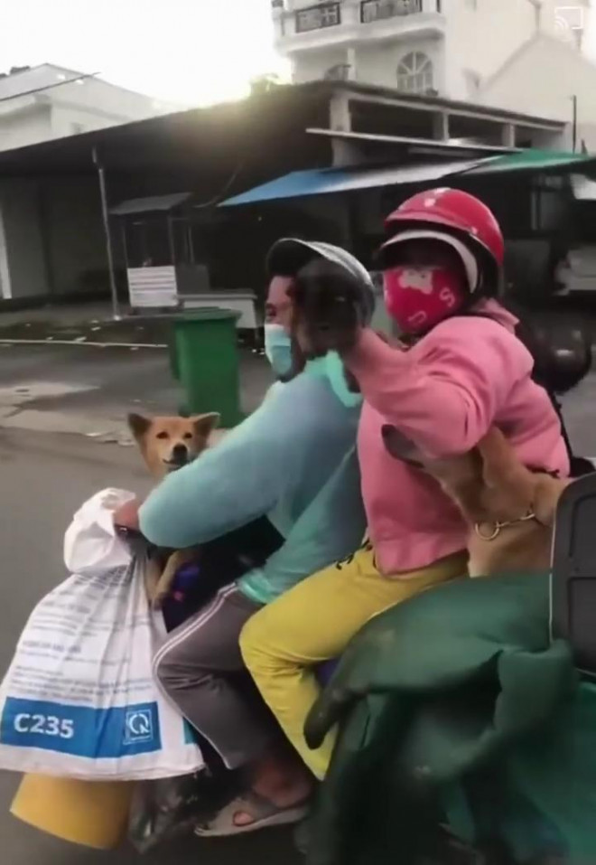 Những con chó theo chủ trên xe máy vượt quãng đường dài về quê. Ảnh cắt từ clip