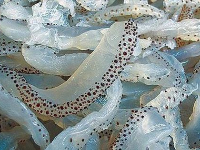 Sức khỏe đời sống - Sứa biển hỗ trợ điều trị bệnh đường hô hấp, tiêu hóa