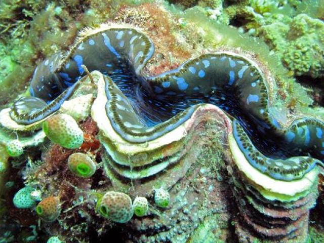 Thị trường - Tiêu dùng - Biển Việt Nam có "quái sò" giá 50 triệu/con, lấy vỏ đem bán cũng hốt bạc