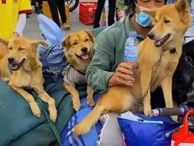 Tin tức trong ngày - Tin tức 24h qua: Thông tin mới về chủ đàn chó mèo bị tiêu hủy ở Cà Mau