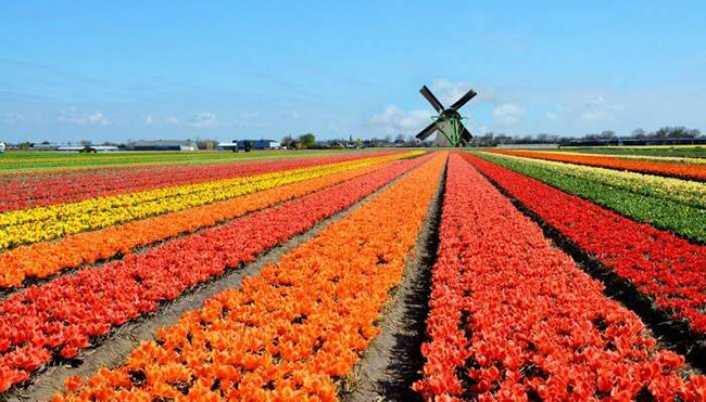 Công viên Keukenhof ở Hà Lan là một vùng đất rộng lớn được bao phủ bởi khoảng 7 triệu bông hoa rực rỡ sẽ khiến du khách say mê ngay từ cái nhìn đầu tiên. 
