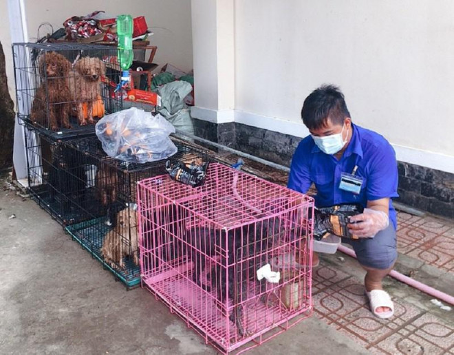 Những chú chó được chăm sóc, cho ăn đầy đủ hàng ngày. Ảnh: VŨ HỘI