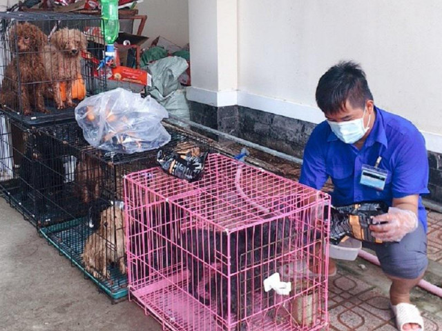 Tin tức trong ngày - Cán bộ phường ở Đồng Nai chăm sóc giúp 12 con chó khi chủ bị nhiễm COVID-19