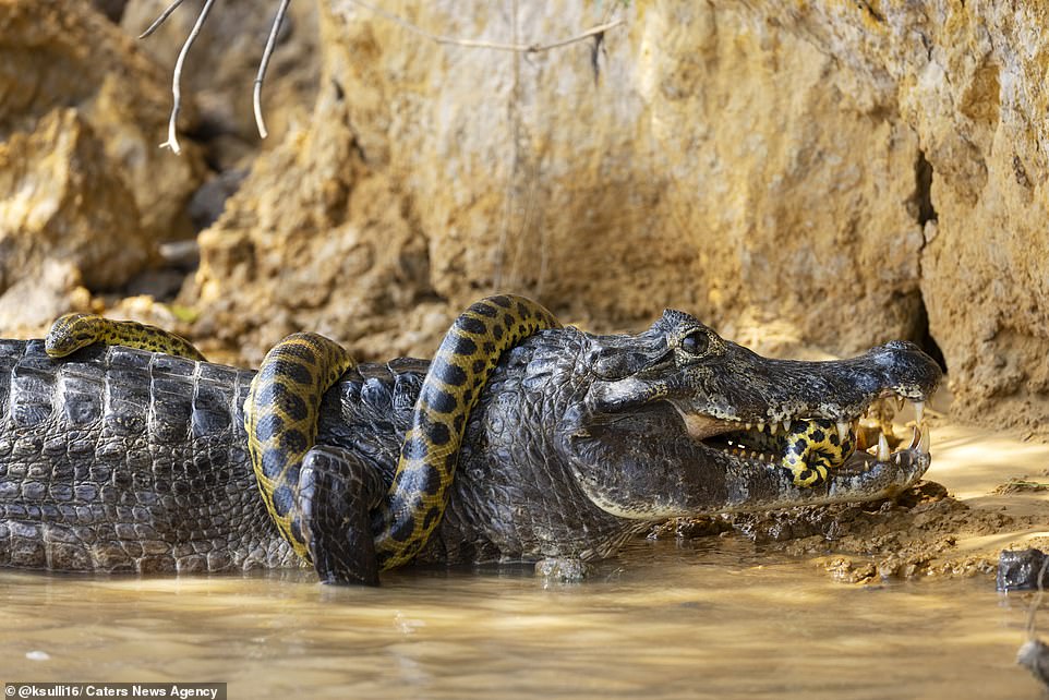 Trăn anaconda kịch chiến cá sấu khổng lồ suốt 40 phút
