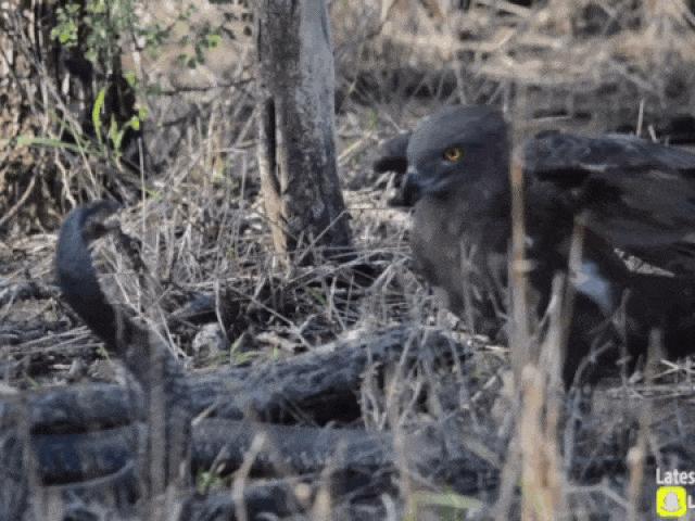 Media - Đụng độ khắc tinh, "mãng xà" lì lợm chống trả và cái kết bất ngờ