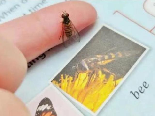 Bạn trẻ - Cuộc sống - Nam sinh lớp 7 ở Trung Quốc nhận ra ảnh con ong trong sách giáo khoa thực ra là con ruồi
