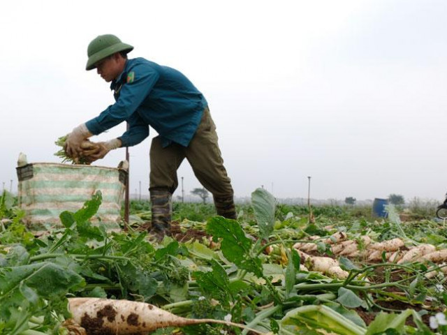 Thị trường - Tiêu dùng - Giá rau xanh tăng mạnh