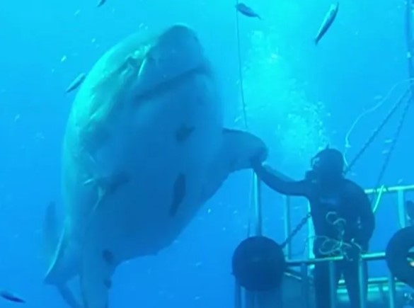 Tận mắt chiêm ngưỡng, sờ vây cá mập trắng khổng lồ 2,5 tấn, sống qua 5 thập kỷ - 1