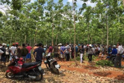 Tội ác bên cánh rừng cao su