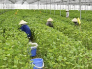 Thị trường - Tiêu dùng - Loại lá mọc đầy vườn ở Việt Nam, ra nước ngoài bán giá cao ngất