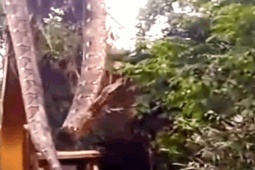 Clip: Kinh hãi cảnh máy xúc "bắt sống" trăn khổng lồ dài hơn 9 mét