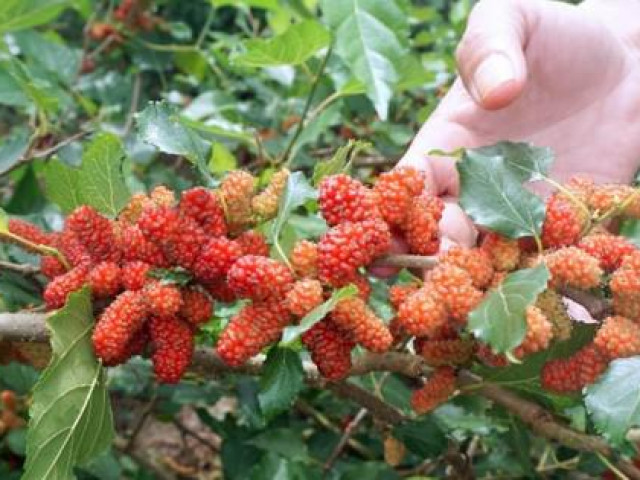 Sức khỏe đời sống - Động phải cành dâu, ăn bắp cải, đậu xanh làm mất sữa ở các mẹ cho con bú?