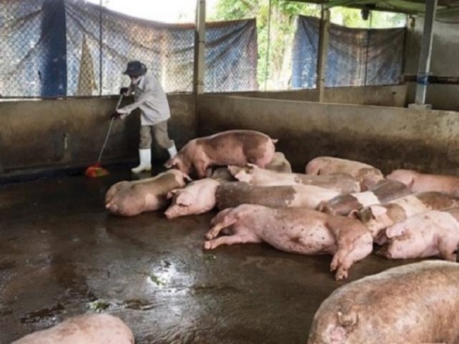 Một số địa phương giá lợn hơi rớt thảm, về mức 30.000 - 32.000 đồng/kg