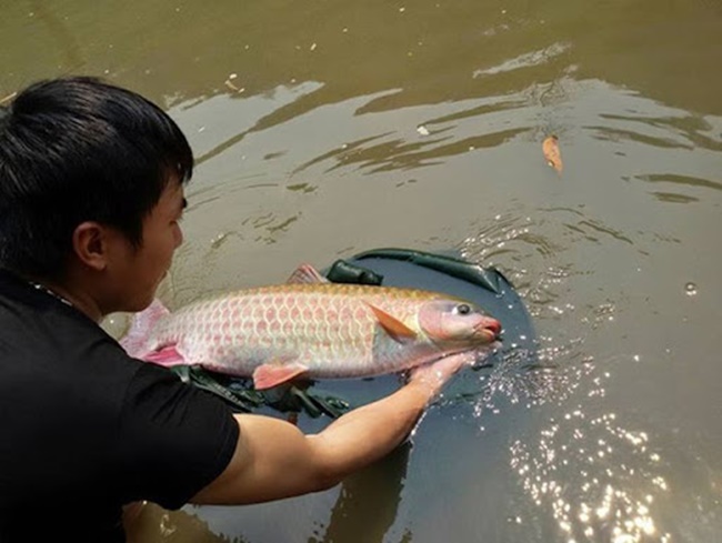 Dầm xanh là loại cá quý, xưa được dùng để tiến vua. Hiện nay, chúng&nbsp;được nuôi rộng rãi mang lại thu nhập cao cho nông dân.
