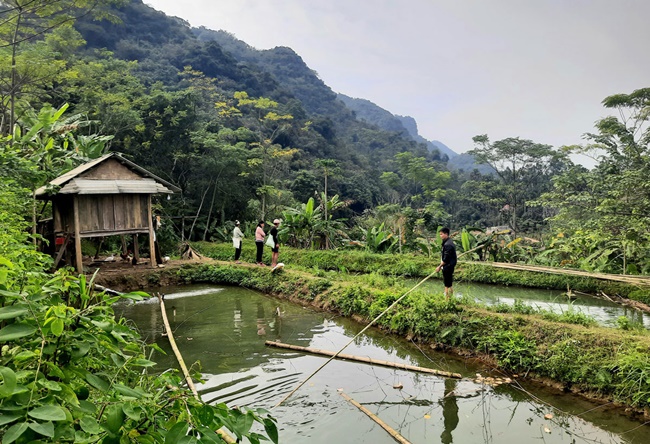 Cá dầm xanh là giống cá nước lạnh, quen sống trong môi trường tự nhiên, không thể nuôi được trong ao tù, dòng nước cần lưu chuyển liên tục.
