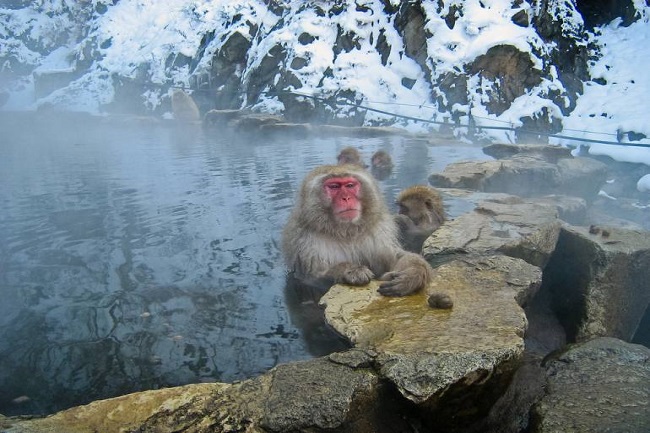 4. Công viên khỉ Jigokudani, Nhật Bản

Jigokidani có thể không phải là cảnh mùa đông ấn tượng nhất ở Nhật Bản nhưng là nơi đáng để ghé thăm nhất vào mùa đông. Tại đây, bạn sẽ được ngâm mình trong những dòng suối nước nóng thư giãn và đặc biệt xung quanh bạn, sẽ có rất nhiều những chú khỉ vui đùa, tạt nước ở xung quanh.
