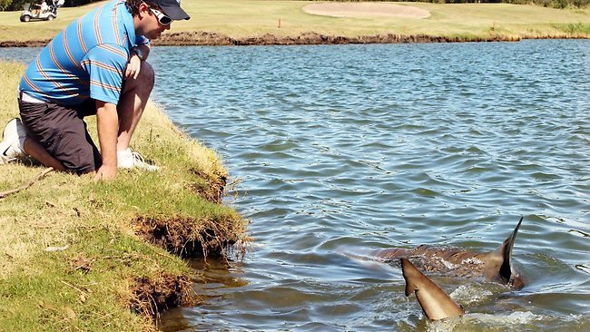 Câu lạc bộ golf Carbrook, Queensland, Úc: Có những hiểm họa về cá mập tại sân golf này. Nếu đánh trượt bóng vào lỗ thứ 15, hãy bắt đầu lại với một quả bóng&nbsp;khác vì chỉ cần bước chân xuống hồ nước để nhặt bóng, bạn sẽ có nguy cơ được cá mập "thăm hỏi".&nbsp;
