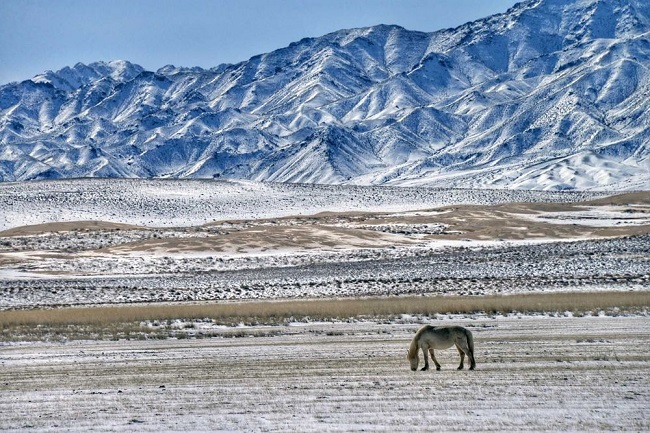 8. Sa mạc Gobi, Mông Cổ

Nếu bạn là người thích khám phá đến những vùng sâu nhất của Mông Cổ thì hãy tìm đến sa mạc Gobi. Trong lễ hội Ngàn Lạc đà, những người chăn lạc đà địa phương sẽ  tham gia vào các cuộc thi và cho lạc đà chạy đua. Nếu bạn muốn tham gia, thì hãy thử cưỡi lạc đà và hòa vào dòng người diễu hành trong ngày khai mạc.
