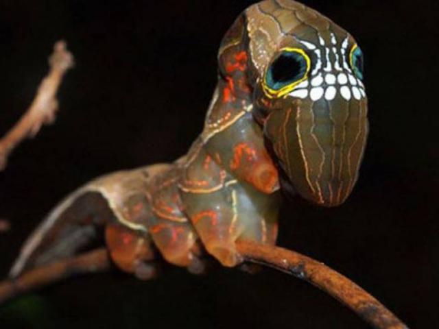 Phi thường - kỳ quặc - Sinh vật kỳ dị giống khủng long bạo chúa như đúc khiến dân mạng "dậy sóng"