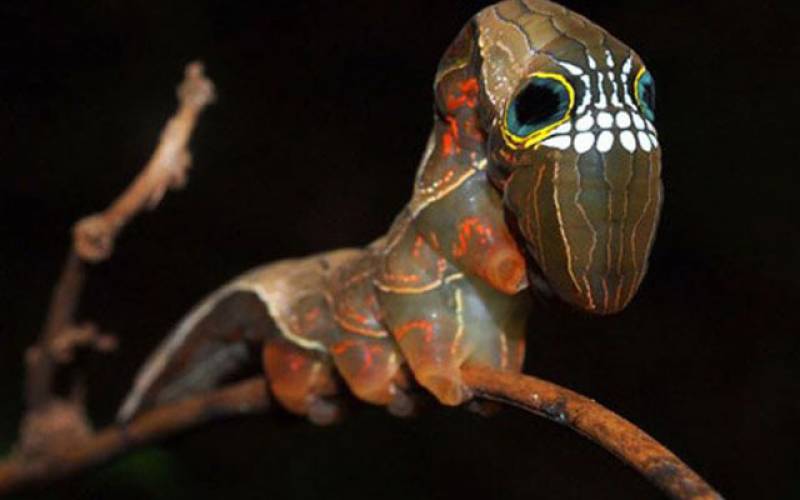 Cơ chế phòng thủ kỳ lạ giúp sâu bướm Pink Underwing dọa kẻ thù “chết khiếp” (ảnh: Daily Mail)